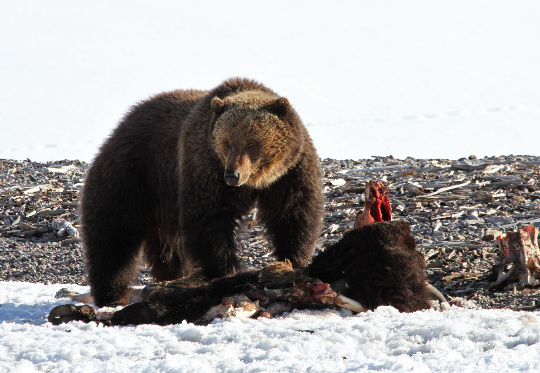 Grizzly bear on bison carcass near Yellowstone Lake